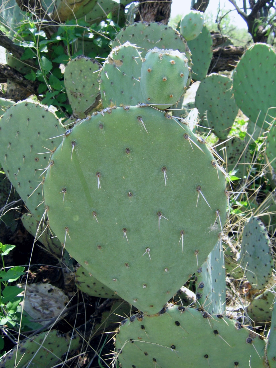 Opuntia canada: large Arizona prickly pear cactus, rare
