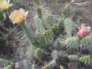 Opuntia columbiana
