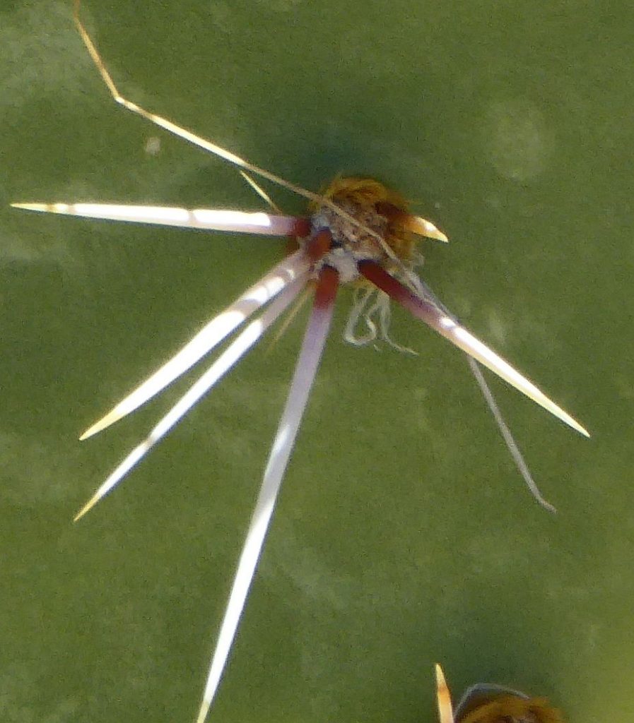 Opuntia covillei