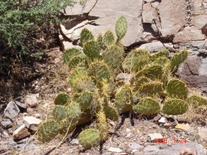 Opuntia cyclodes Opuntia cyclodes