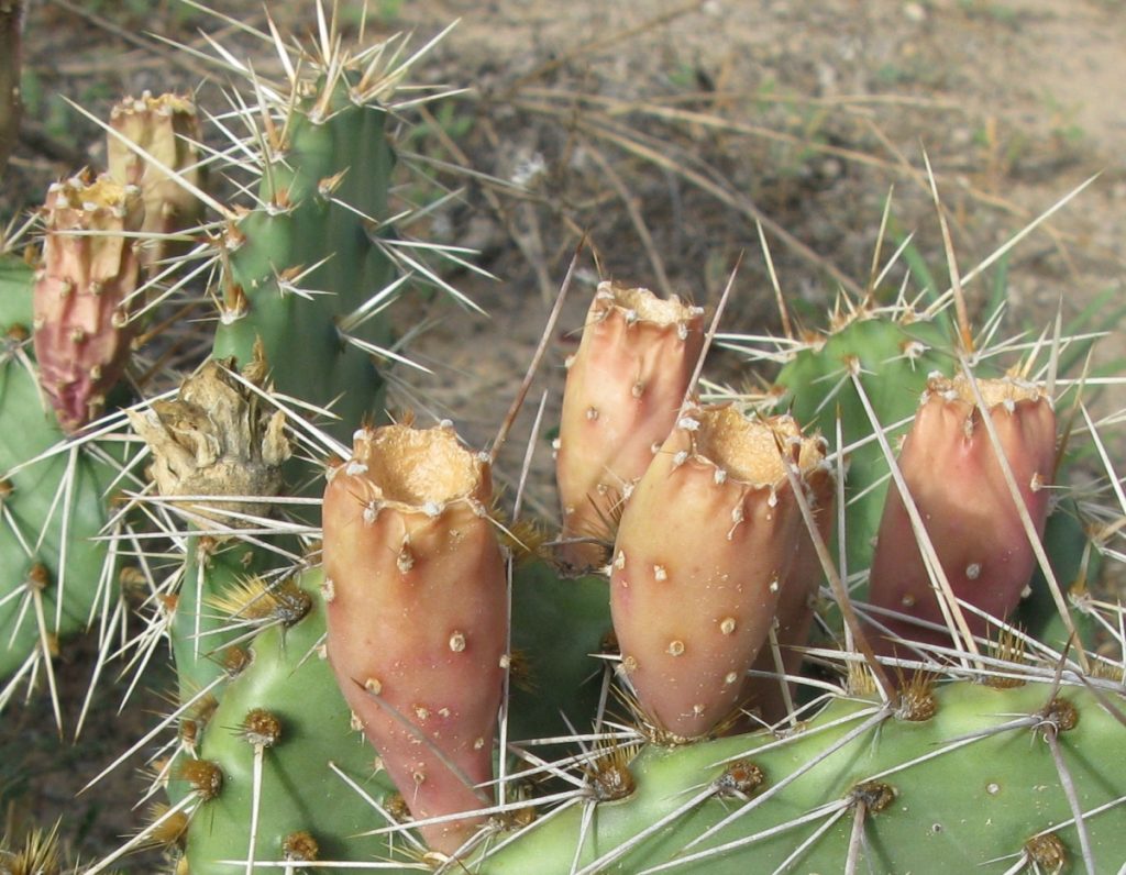 Opuntia cymochila