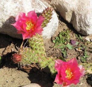 Opuntia debreczyi