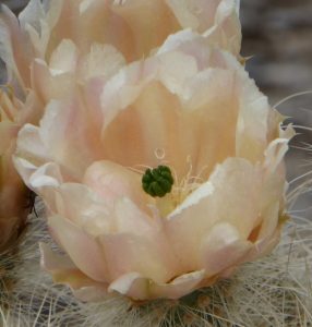 Opuntia diploursina Opuntia diploursina