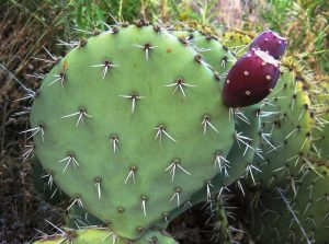 Opuntia discata Opuntia discata