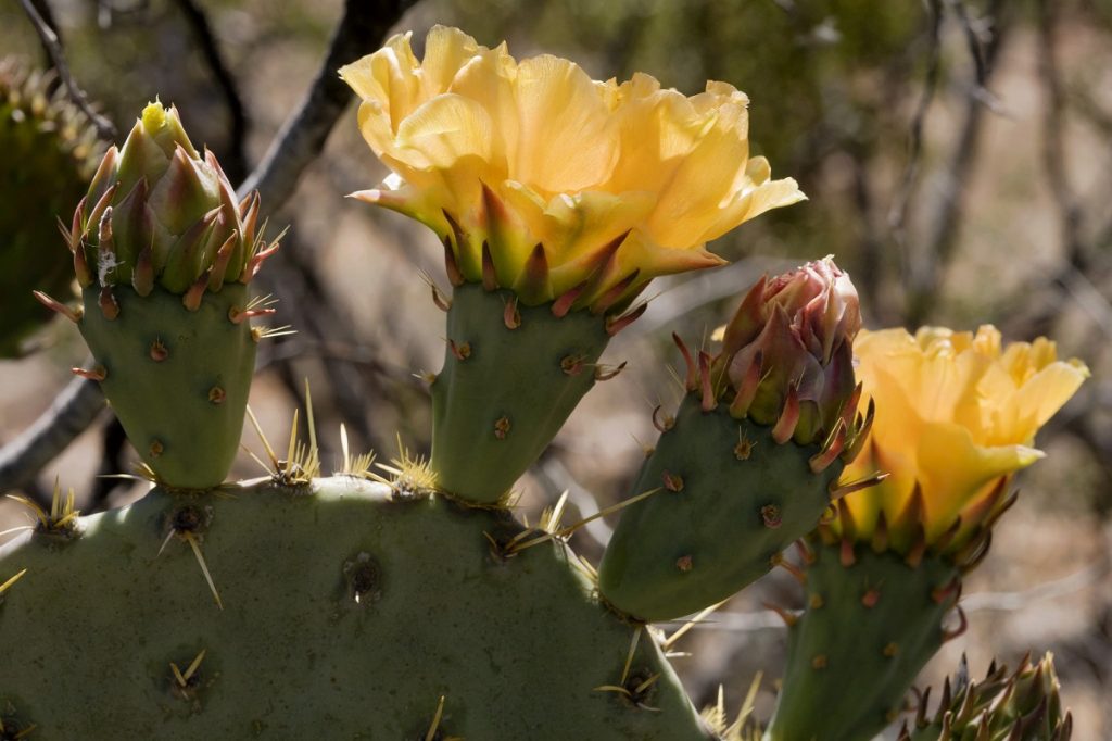 Opuntia engelmannii