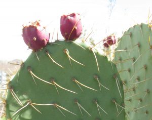 Opuntia flavispina Opuntia flavispina