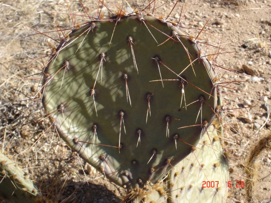 Opuntia gilvescens