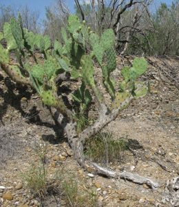 Opuntia gomei Opuntia gomei