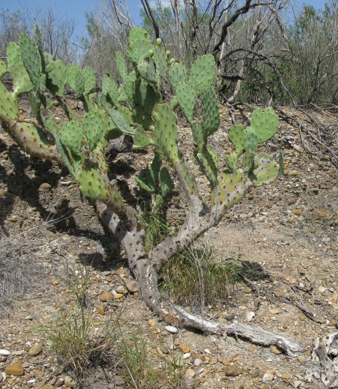 Opuntia gomei