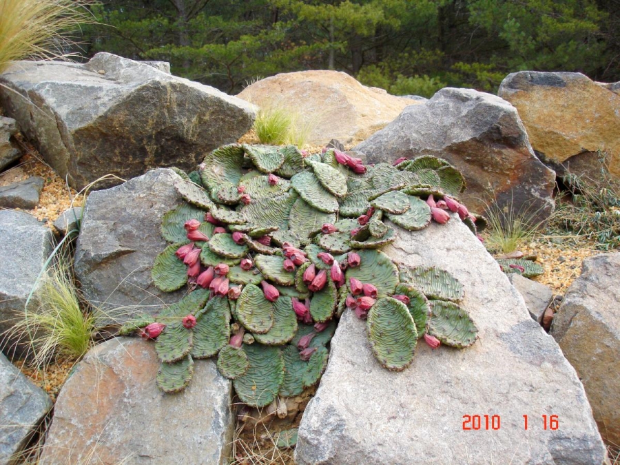 Opuntia humifusa, cold-hardy prickly pear cactus, HOT