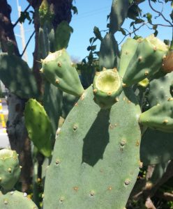 Opuntia keyensis Opuntia keyensis
