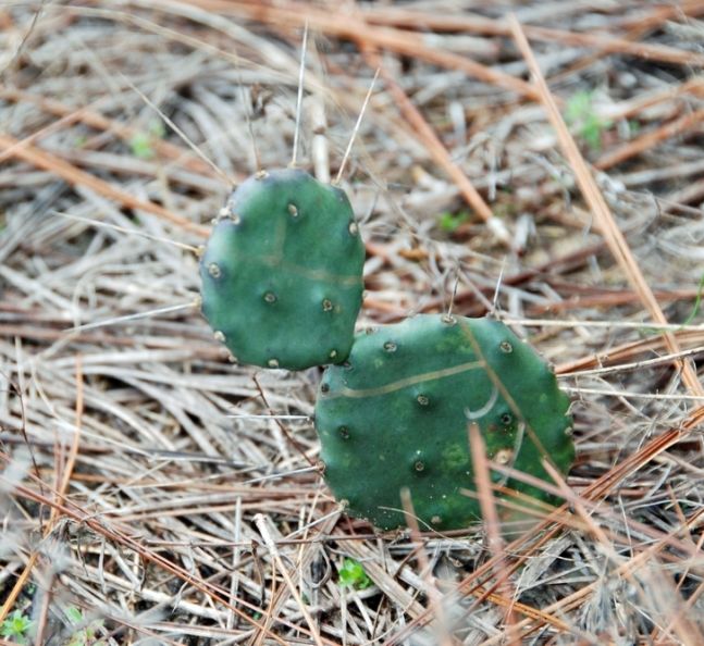 Opuntia lata
