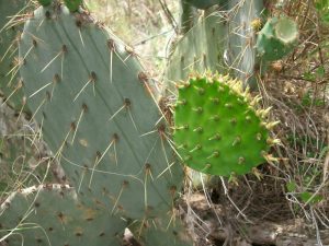 Opuntia lindheimeri