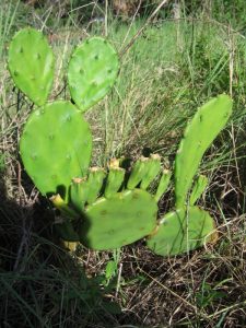Opuntia macrarthra Opuntia macrarthra