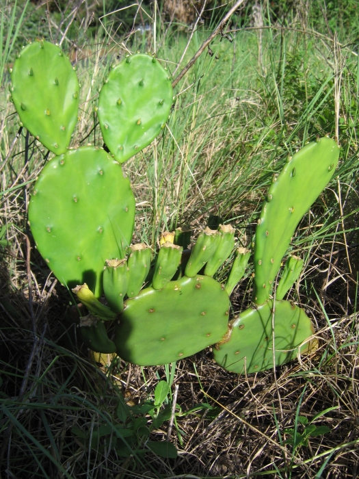 Opuntia macrarthra