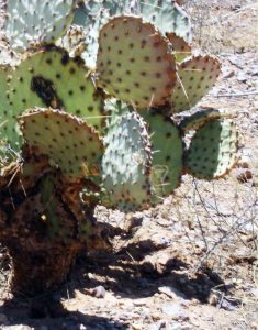 Opuntia sp nova aff macrocentra