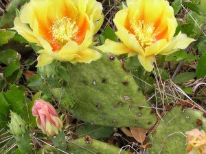 Opuntia macrorhiza