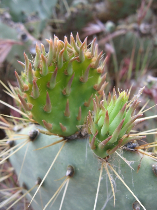 Opuntia martiniana