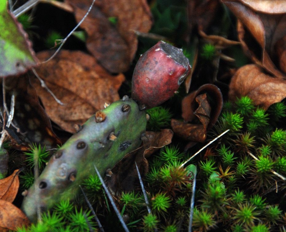 Opuntia mesacantha