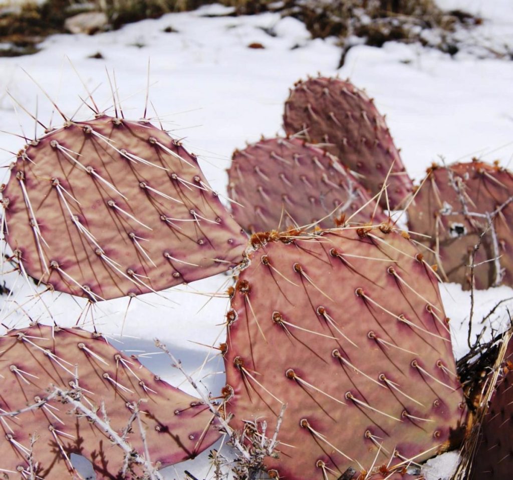 Opuntia mojavensis