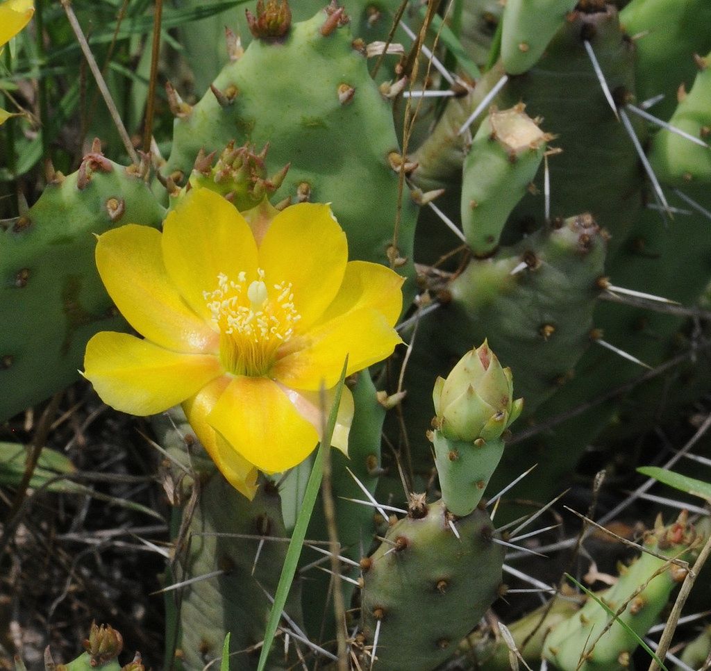Opuntia nemoralis