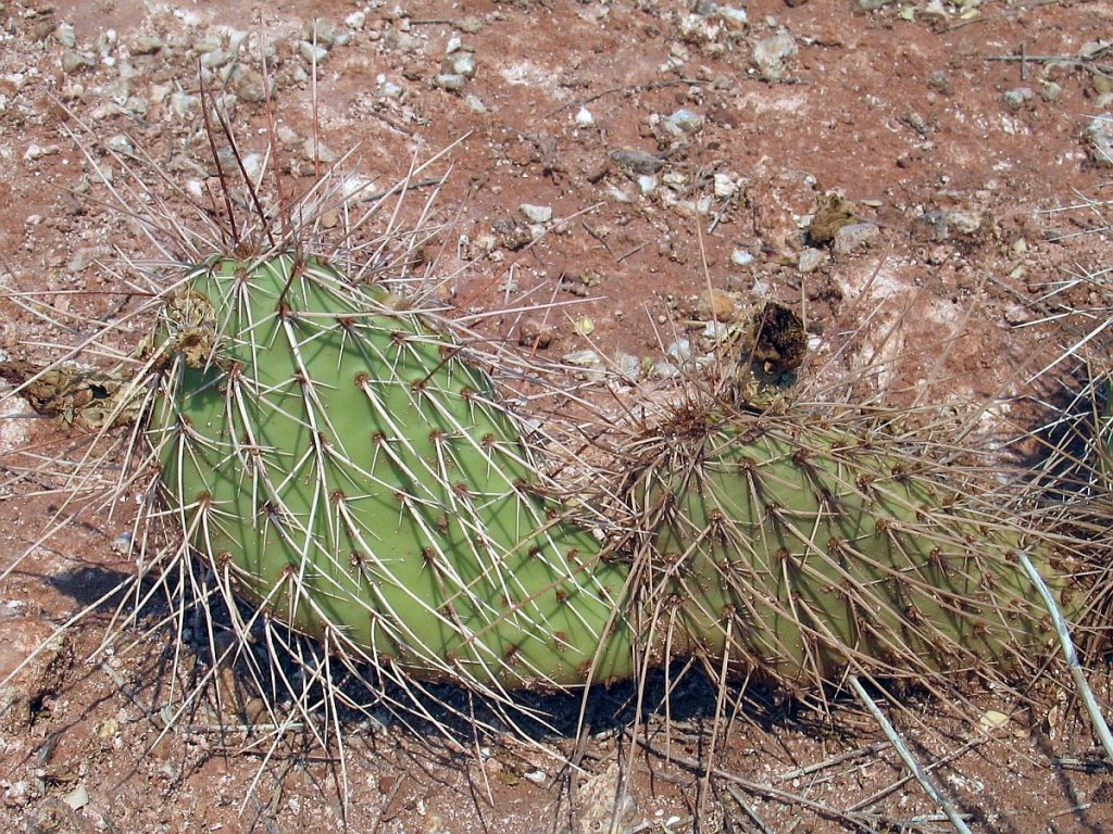 Opuntia nicholii