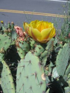 Opuntia occidentalis Opuntia occidentalis