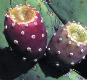 Opuntia orbiculata