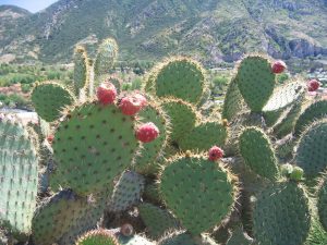 Opuntia oricola Opuntia oricola