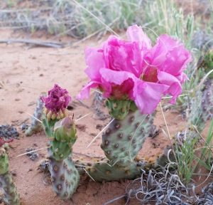 Opuntia pinkavae Opuntia pinkavae