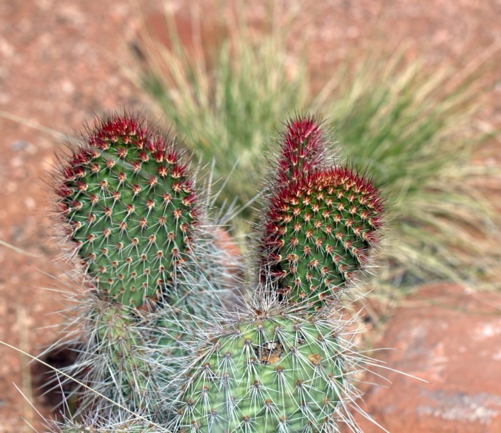 Opuntia polyacantha erinaceae