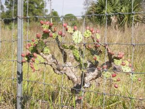 Opuntia polycarpa Opuntia polycarpa