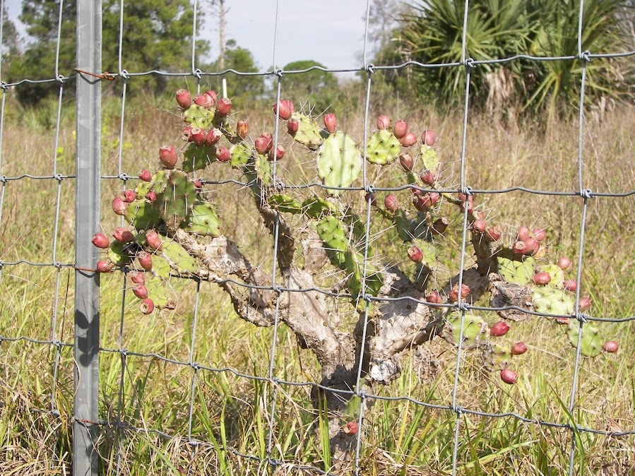 Opuntia polycarpa