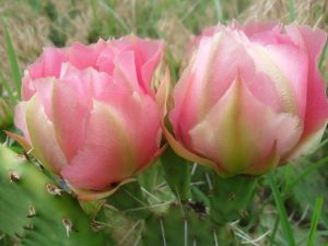 Opuntia pottsii Opuntia pottsii