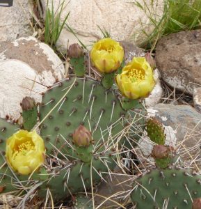 Opuntia pottsii