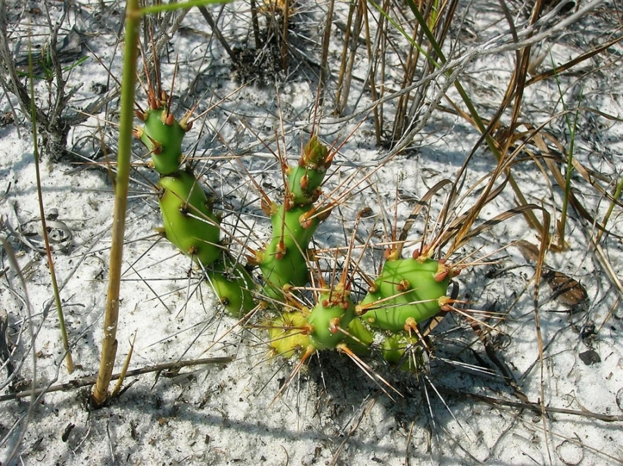 Opuntia pusilla