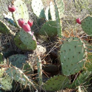 Opuntia pyrocarpa