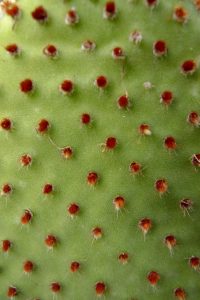 Opuntia rufida Opuntia rufida