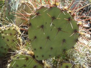 Opuntia sp nova aff camanchica