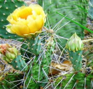 Opuntia sp nova aff macrorhiza Opuntia sp nova aff macrorhiza