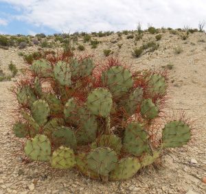 Opuntia spinosibacca Opuntia spinosibacca