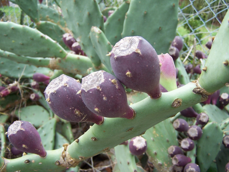 Opuntia stricta