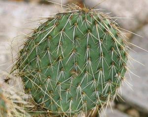 Opuntia strigil Opuntia strigil