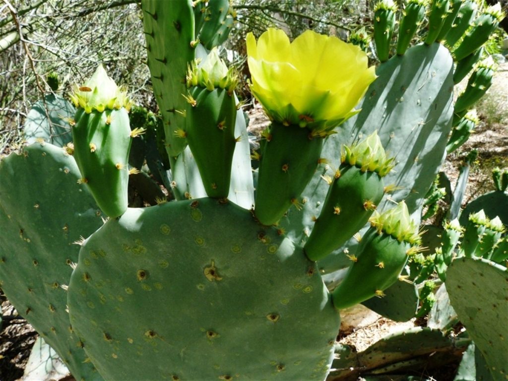 Opuntia lindheimeri subarmata