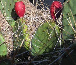 Opuntia tortispina Opuntia tortispina