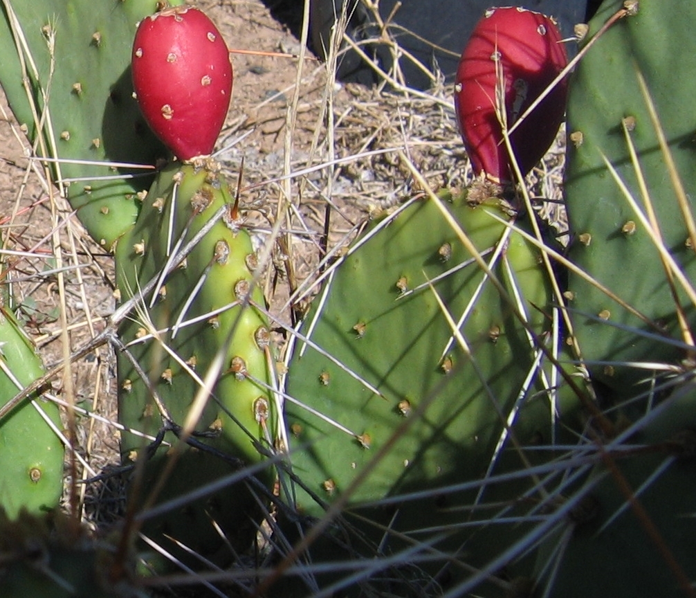 Opuntia tortispina, western prickly pear cactus, garden