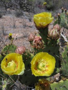 Opuntia toumeyi
