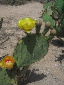 Opuntia toumeyi Opuntia toumeyi