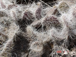 Opuntia trichophora Opuntia trichophora