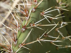 Opuntia sp nova aff engelmannii